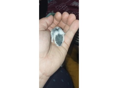 Dwarf renk güzelleri hamster