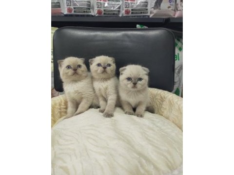 Mükemmel yüz yapısına sahip scottish fold bebeklerimiz