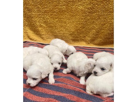 Sıfır numara maltese köpekler