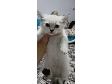 Silver british shorthair bebelerimiz hazır