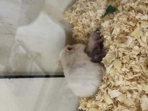 Suriye hamster yavruları
