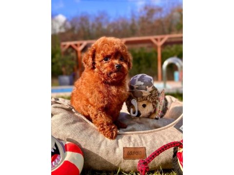 Eğitilebilir toy poodle yavruları ile evinize neşe katın