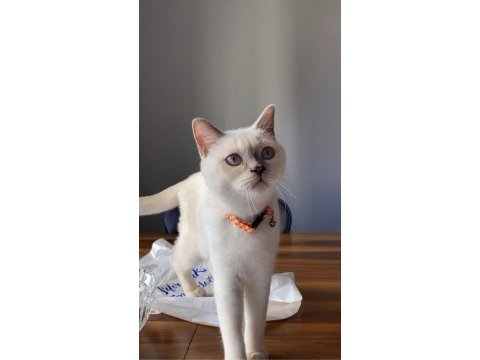 British shorthair blue point 5 aylık yavru