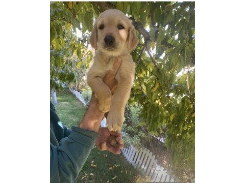 Golden retriever yavrularımız