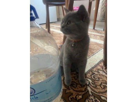 British shorthair erkek