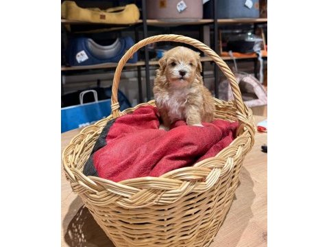 Muhteşem maltipoo bıcırıklar
