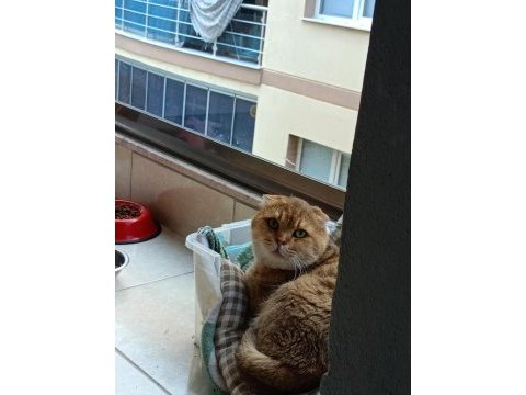 Golden scottish fold