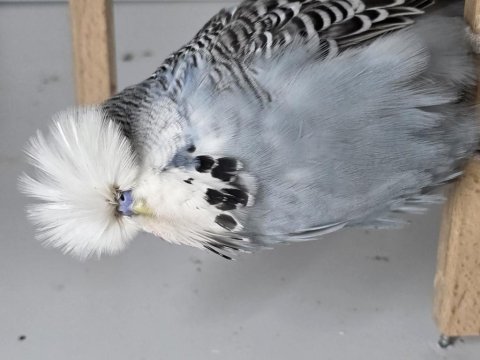 Rengarenk vasıflı güzel soy hattı uysal kuşlar