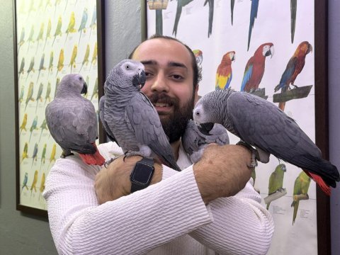 Full evcil üst düzey konuşan jako papağanlarımız