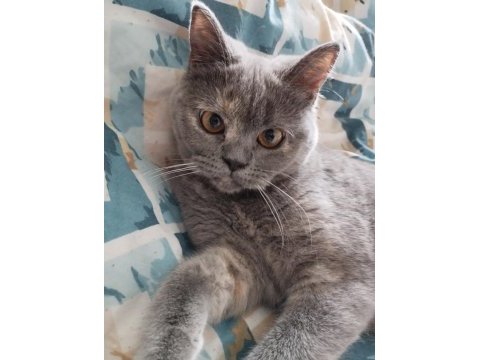 British shorthair kedimiz eşyaları ile sahiplendirilecektir