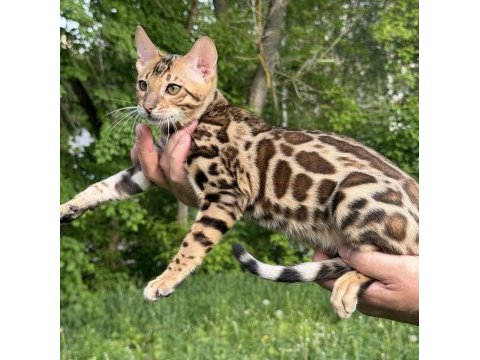 Üst kaliteli bengal erkek