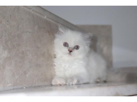 Scottish fold yavru kedimiz