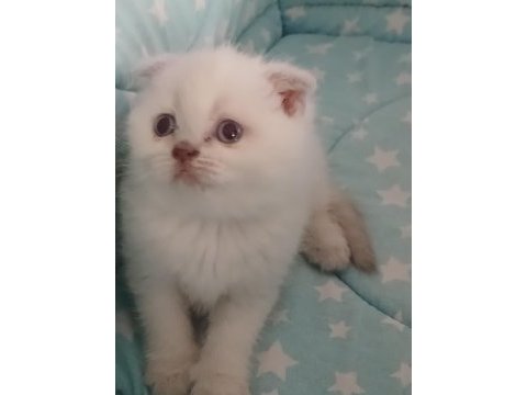 40 günlük evimizin scottish fold yavruları