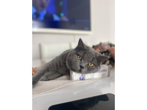 Kedimiz dumana yuva arıyoruz