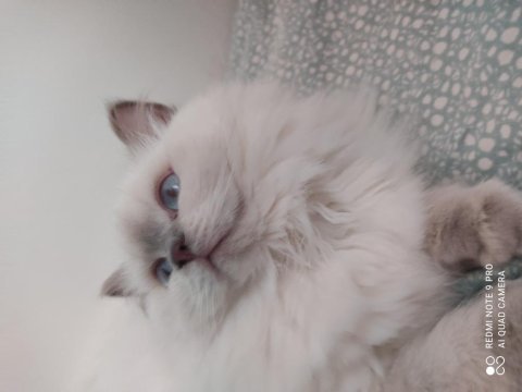 Full secereli 8 aylık erkek british longhair