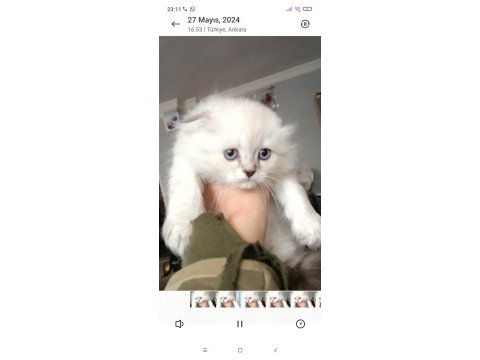 Ücretli sahiplendirme british longhair