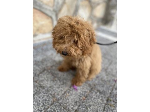 Toy poodle 5 aylık