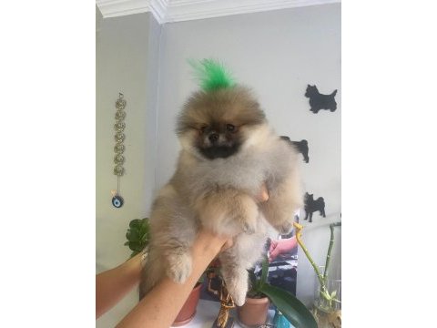 3 aylık yavru pomeranian boo