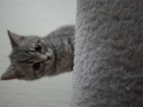 British shorthair erkek sahiplendirme