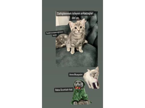 British shorthair oğlumuz yeni ailesini arıyor
