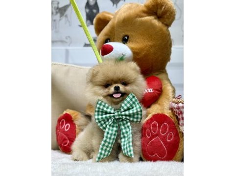 Pomeranian boo ayıcık bebekler