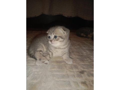 Scottish fold yavrularına yuva arıyorum