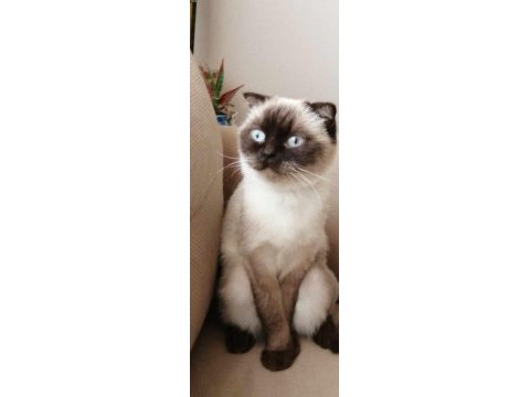 British shorthair çikolata point
