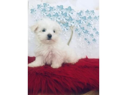 Maltese yakışıklım