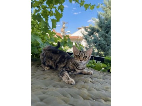 Charcol bengal kedisi dişi