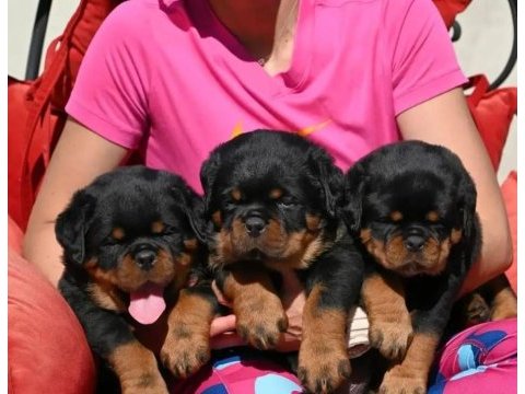 Rottweiler yavrularımız