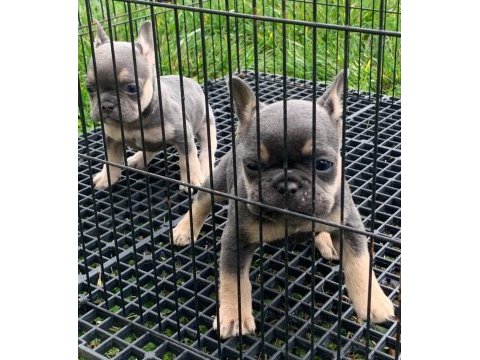 Güzeller güzeli lilac and tan 3 aylık french yavrularımız