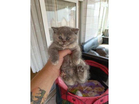 45 günlük scottish fold yavrularım