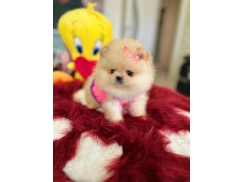 Mini boy prenses pomeranian