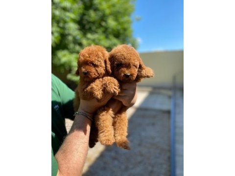Koyu renk toy kore poodle yavrular
