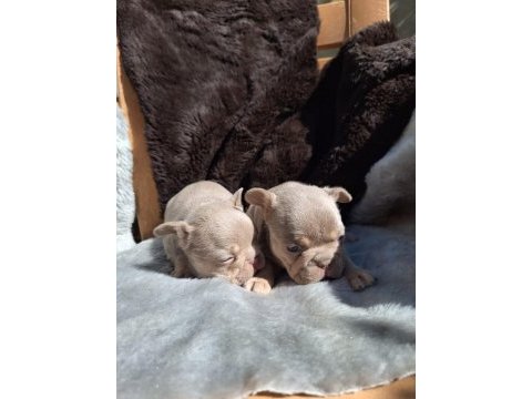 New shade isabella dişi french bulldog yavrular