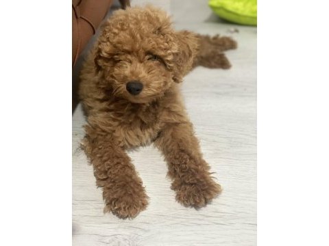 Ayzek toy poodle