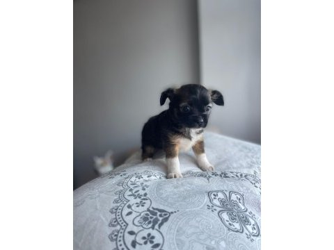 Mavi gözlü özel chihuahua istanbul