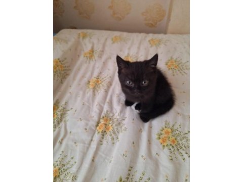 Scottish fold ve british shorthair yavruları özel renkler