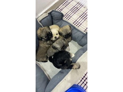 56 günlük pekinez yavruları