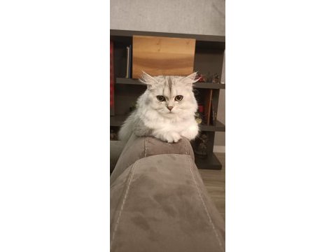 1.5 yaşında safkan british longhair - tamamen ücretsiz
