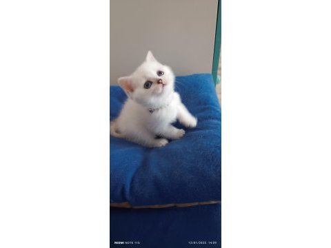 Silver british longhair