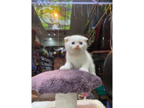 Scottish fold ve british her cins kaliteli yavru kedilerimiz