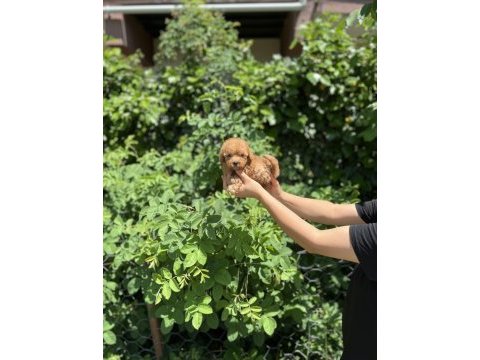Kore kan aşılı poodle bebekler