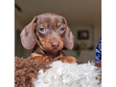 Kısa tüylü mini dachshund sosis yavrular