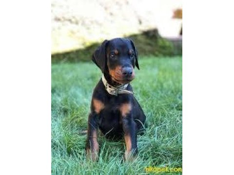 3.5 aylık doberman yavrumuz mevcuttur