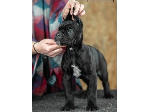 Çiftliğin efsane cane corso yavruları kapıda ödemeli