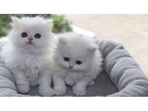 Orjinal chinchilla kedisi bebekler