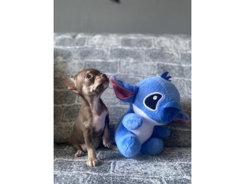 Kg garantili teacup chihuahua dişi