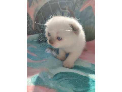 Scottish fold blue point