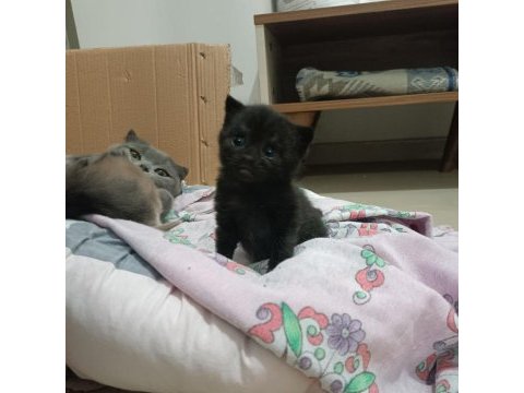Kusursuz scottish fold lilac/black yavrular